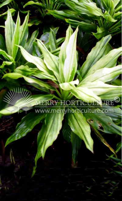 Cordyline terminalis 'White' 1